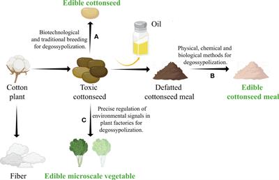 Multiple strategies to detoxify cottonseed as human food source